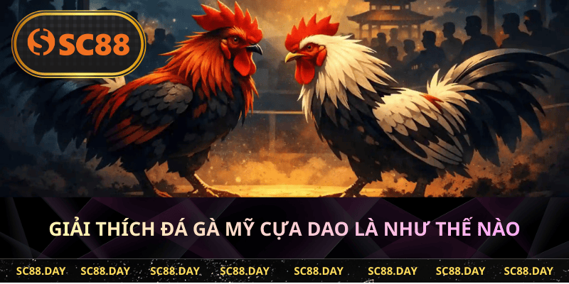 giải thích đá gà Mỹ cựa dao là như thế nào